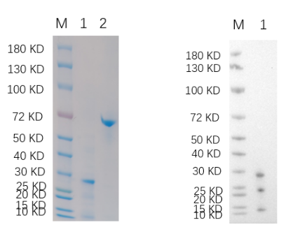 Reducing 4%-20% SDS-PAGE (CBB stained) and WB (Anti-His Mouse Monoclonal antibody) analysis profiles of purified CXCL16.
1. CXCL16
2. BSA